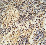 HEMK1 antibody immunohistochemistry of formalin-fixed and paraffin-embedded human lymph node followed by peroxidase-conjugated secondary antibody and DAB staining.