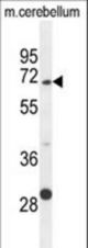 GPC5 Antibody western blot of mouse cerebellum tissue lysates (35 ug/lane). The GPC5 antibody detected the GPC5 protein (arrow).