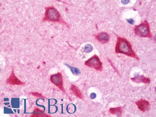 Anti-GPC6 / Glypican 6 antibody IHC staining of human brain, cortex. Immunohistochemistry of formalin-fixed, paraffin-embedded tissue after heat-induced antigen retrieval. Antibody LS-B10702 dilution 1:75.