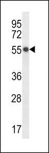 HEPACAM Antibody western blot of HepG2 cell line lysates (35 ug/lane). The HEPACAM antibody detected the HEPACAM protein (arrow).
