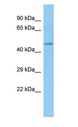 HEPACAM2 antibody Western Blot of Rat Small Intestine.