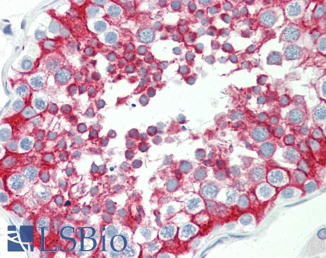 Anti-HEPACAM2 antibody IHC staining of human testis. Immunohistochemistry of formalin-fixed, paraffin-embedded tissue after heat-induced antigen retrieval. Antibody LS-B9717 concentration 5 ug/ml.