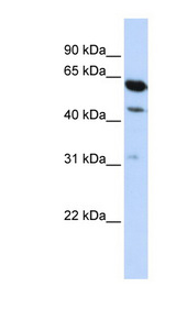 HEPACAM2 antibody Western blot of HepG2 cell lysate.