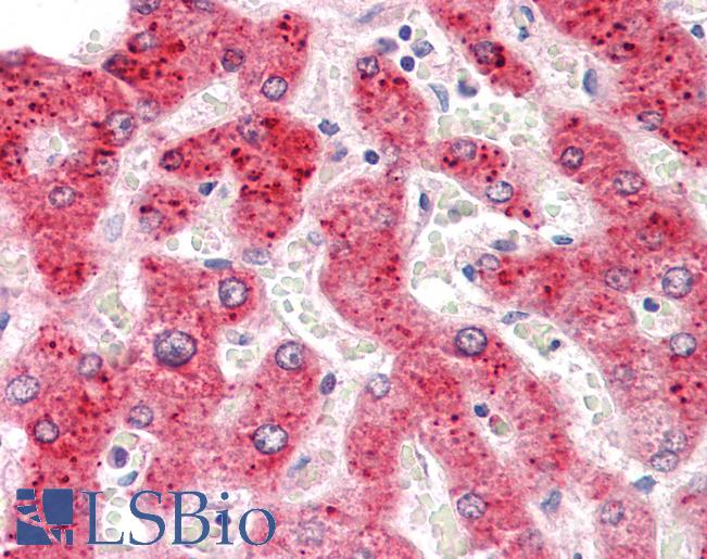 Anti-HEPACAM2 antibody IHC staining of human liver. Immunohistochemistry of formalin-fixed, paraffin-embedded tissue after heat-induced antigen retrieval.