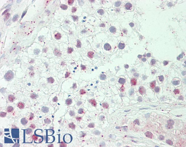 Anti-HEPHL1 antibody IHC staining of human testis. Immunohistochemistry of formalin-fixed, paraffin-embedded tissue after heat-induced antigen retrieval. Antibody LS-B11322 dilution 1:100.