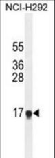 HEPN1 Antibody western blot of NCI-H292 cell line lysates (35 ug/lane). The HEPN1 antibody detected the HEPN1 protein (arrow).