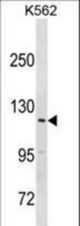 HERC3 Antibody western blot of K562 cell line lysates (35 ug/lane). The HERC3 antibody detected the HERC3 protein (arrow).