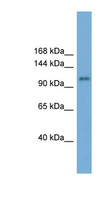 HERC6 antibody LS-C110771 Western blot of ACHN lysate.