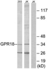 Western blot of extracts from 293/Jurkat cells, using GPR18 Antibody. The lane on the right is treated with the synthesized peptide.