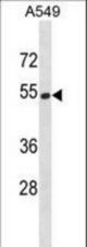 HERPUD2 Antibody western blot of A549 cell line lysates (35 ug/lane). The HERPUD2 antibody detected the HERPUD2 protein (arrow).