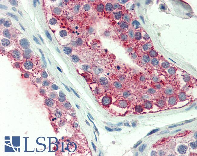 Anti-GPR18 antibody LS-A3953 IHC of human testis. Immunohistochemistry of formalin-fixed, paraffin-embedded tissue after heat-induced antigen retrieval.