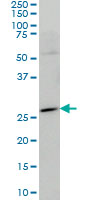 HES1 monoclonal antibody (M01), clone 4D9 Western Blot analysis of HES1 expression in THP-1.
