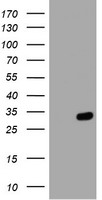 HEK293T cells were transfected with the pCMV6-ENTRY control (Left lane) or pCMV6-ENTRY HES1 (Right lane) cDNA for 48 hrs and lysed. Equivalent amounts of cell lysates (5 ug per lane) were separated by SDS-PAGE and immunoblotted with anti-HES1.