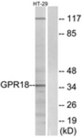 Western blot of extracts from HT-29 cells, using GPR18 Antibody. The lane on the right is treated with the synthesized peptide.
