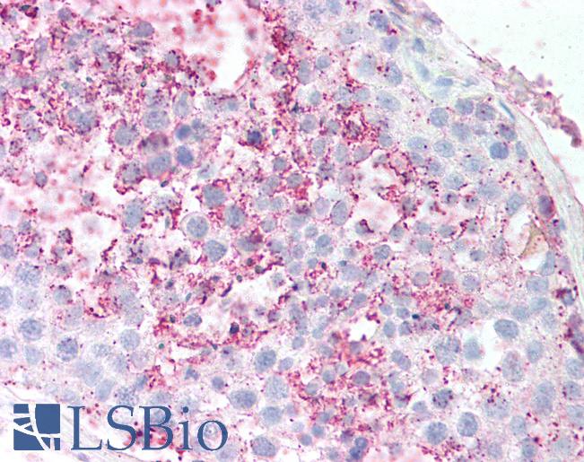 Anti-GPR18 antibody LS-A94 IHC of human testis, seminiferous tubule. Immunohistochemistry of formalin-fixed, paraffin-embedded tissue after heat-induced antigen retrieval.