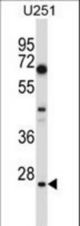 HES1 Antibody western blot of U251 cell line lysates (35 ug/lane). The HES1 antibody detected the HES1 protein (arrow).