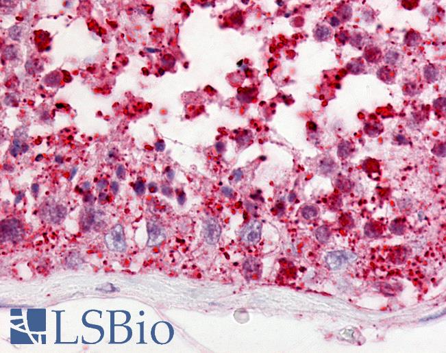 Anti-GPR18 antibody LS-A95 IHC of human testis. Immunohistochemistry of formalin-fixed, paraffin-embedded tissue after heat-induced antigen retrieval.