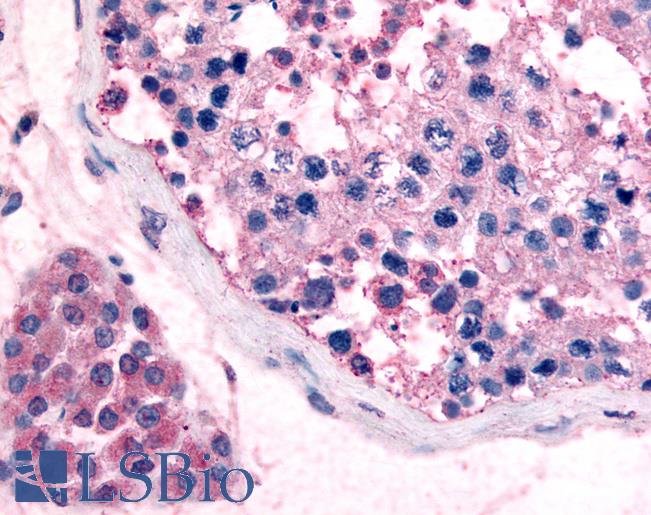 Anti-GPR18 antibody LS-A3955 IHC of human testis. Immunohistochemistry of formalin-fixed, paraffin-embedded tissue after heat-induced antigen retrieval.