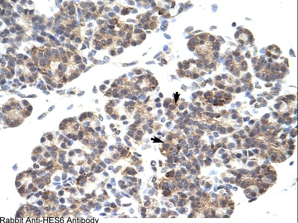 HES6 antibody LS-C30622 was used in IHC to stain formalin-fixed, paraffin-embedded human pancreas.