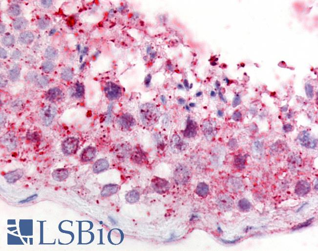 Anti-GPR18 antibody LS-A96 IHC of human testis. Immunohistochemistry of formalin-fixed, paraffin-embedded tissue after heat-induced antigen retrieval.