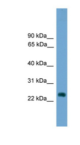 HES7 antibody LS-C116161 Western blot of NIH3T3 cell lysate.