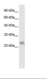 Fetal Heart Lysate