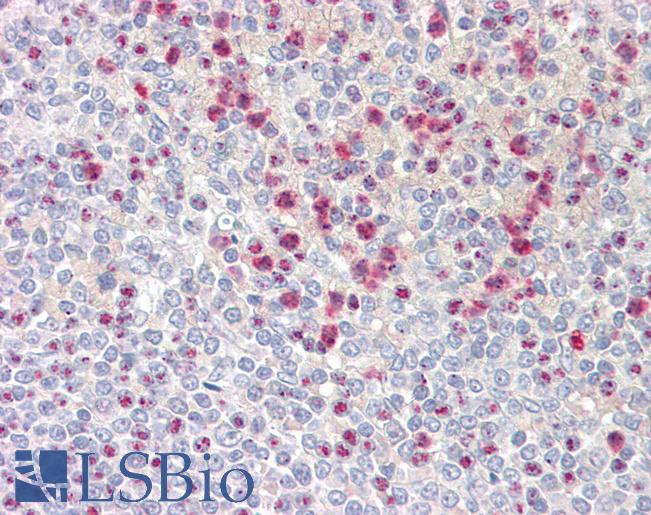 Anti-GPCRW / GPR18 antibody IHC staining of human spleen. Immunohistochemistry of formalin-fixed, paraffin-embedded tissue after heat-induced antigen retrieval.