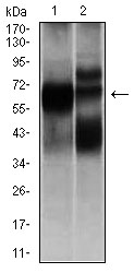 Western blot using HEXA mouse monoclonal antibody against L1210 (1), and HL7702 (2) cell lysate.