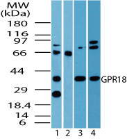 Western blot of GPR18 in human spleen lysate (4 ug/ml) in the 1) absence and 2) presence of immunizing peptide 3) mouse spleen (6 ug/ml) and 4) rat spleen lysate (3 ug/ml) using LS-C148364.