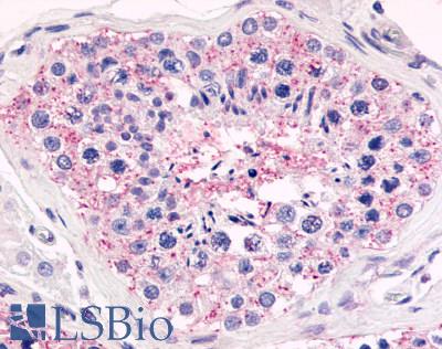 Anti-GPR18 antibody LS-A3958 IHC of human testis. Immunohistochemistry of formalin-fixed, paraffin-embedded tissue after heat-induced antigen retrieval.