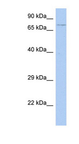 HEXDC antibody LS-C111676 Western blot of SH-SYSY lysate.