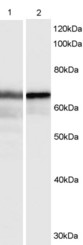 Antibody (0.3 ug/ml) staining of 1) HeLa cell lysate and 2) recombinant HEXIM1 (3ng). Detected by chemiluminescence. Data kindly provided by David Price and Jeff Cooper, University of Iowa, USA.