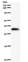 Western blot of immunized recombinant protein using HEXIM1 antibody.