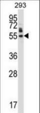 HEXIM1 Antibody western blot of 293 cell line lysates (35 ug/lane). The HEXIM1 antibody detected the HEXIM1 protein (arrow).