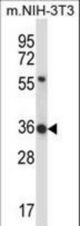 HEXIM1 Antibody western blot of mouse NIH-3T3 cell line lysates (35 ug/lane). The HEXIM1 antibody detected the HEXIM1 protein (arrow).