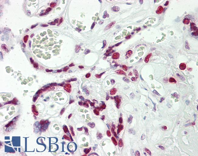 Anti-HEXIM1 antibody IHC staining of human placenta. Immunohistochemistry of formalin-fixed, paraffin-embedded tissue after heat-induced antigen retrieval.