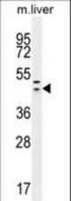 HEXIM1 antibody western blot of mouse liver tissue lysates (35 ug/lane). The HEXIM1 antibody detected the HEXIM1 protein (arrow).