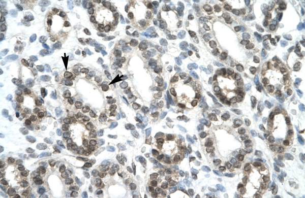 HEY1 antibody Western Blot of Human Kidney Cellular Data: Epithelial cells of renal tubule Antibody Concentration: 4.