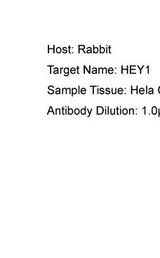 HEY1 antibody Western Blot of HeLa. Antibody dilution: 1 ug/ml.