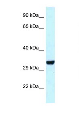 HEY1 antibody LS-C145431 Western blot of Rat Muscle lysate. Antibody concentration 1 ug/ml.