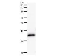 Western blot analysis of immunized recombinant protein, using anti-HEYL monoclonal antibody.