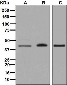 Western blot analysis on (A) HeLa, (B) A375, and (C) Caco-2 cell lysates using anti-HFE antibody.