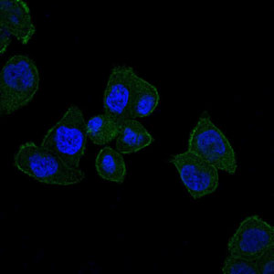 Immunofluorescence of HepG2 cells using HFE mouse monoclonal antibody (green). Blue: DRAQ5 fluorescent DNA dye.