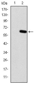 Western blot using HFE monoclonal antibody against HEK293 (1) and HFE(AA: 125-282)-hIgGFc transfected HEK293 (2) cell lysate.