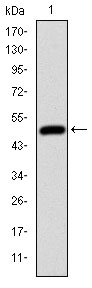 Western blot using HFE monoclonal antibody against human HFE (AA: 125-282) recombinant protein. (Expected MW is 44 kDa)