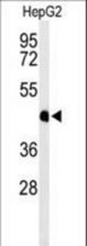 Western blot of HFE2 Antibody in HepG2 cell line lysates (35 ug/lane). HFE2 (arrow) was detected using the purified antibody.
