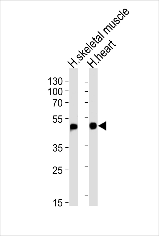 Western blot of lysates from human skeletal muscle and heart tissue lysates (from left to right), using HFE2 Antibody. Antibody was diluted at 1:1000 at each lane. A goat anti-rabbit IgG H&L (HRP) at 1:5000 dilution was used as the secondary antibody. Lysates at 35ug per lane.