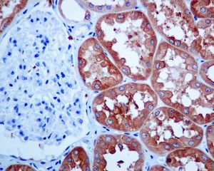 IHC of paraffin-embedded human kidney tissue using anti-HGD antibody.