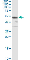 Immunoprecipitation of HGD transfected lysate using anti-HGD monoclonal antibody and Protein A Magnetic Bead, and immunoblotted with HGD rabbit polyclonal antibody.