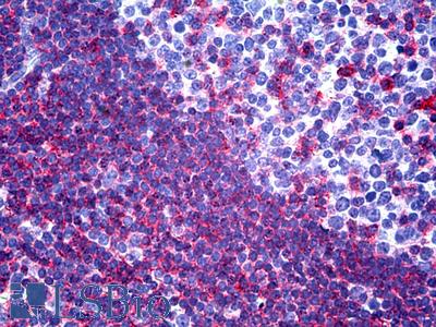 Anti-HGF antibody IHC of human tonsil. Immunohistochemistry of formalin-fixed, paraffin-embedded tissue after heat-induced antigen retrieval. Antibody LS-B5170 concentration 20 ug/ml.